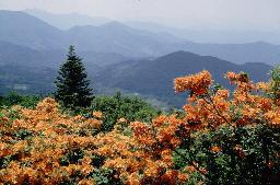 Native Azaleas