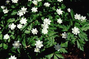 Anemone nemorosa 'Vestal'