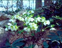 Hellebore in Bloom